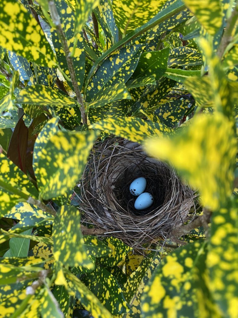 bird eggs