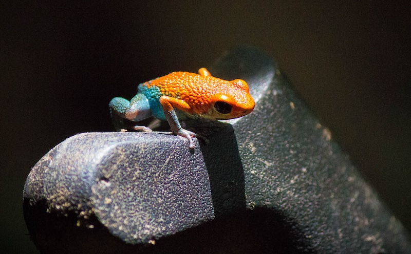 poison dart frog of costa rica