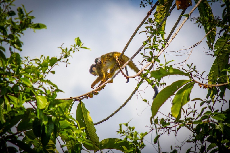 squirrel monkey