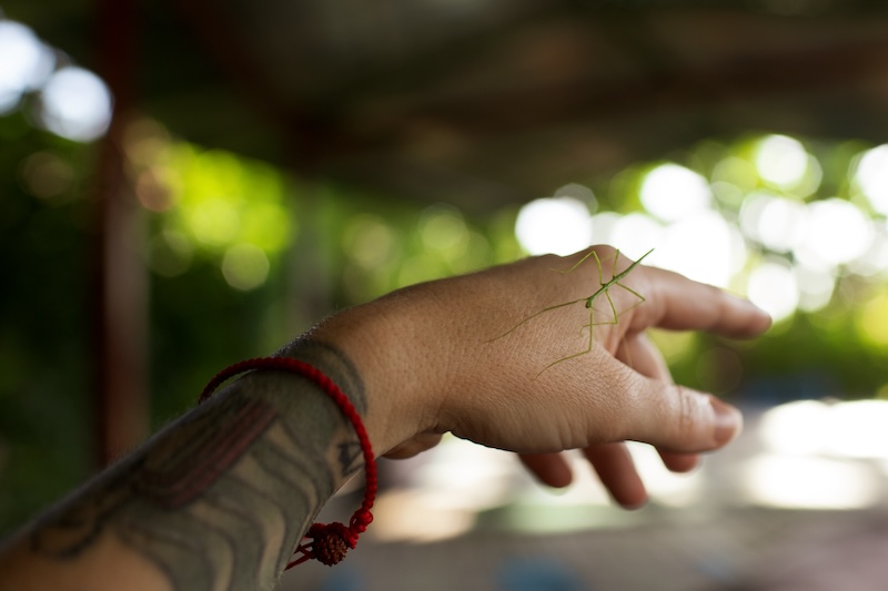 stick bug