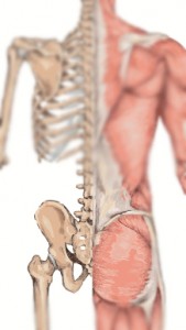 Sacrum anatomy