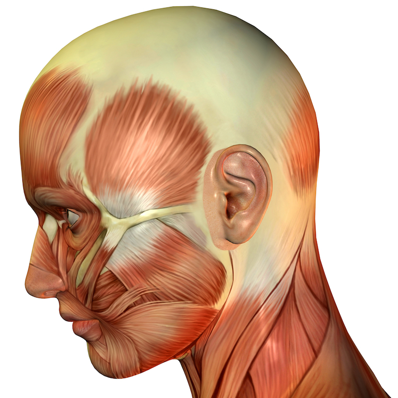 tension headaches anatomy