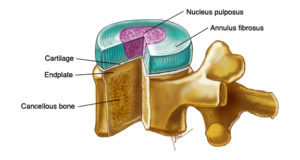 lumbar spine disc anatomy