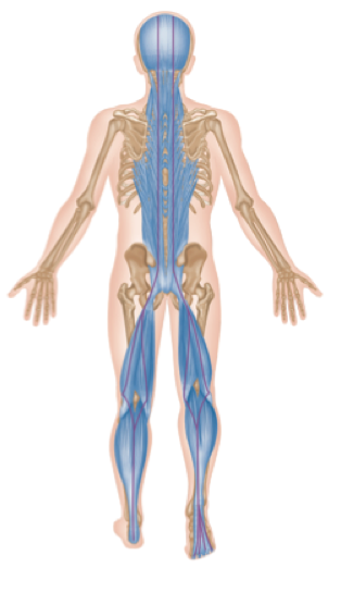 posterior kinetic chain
