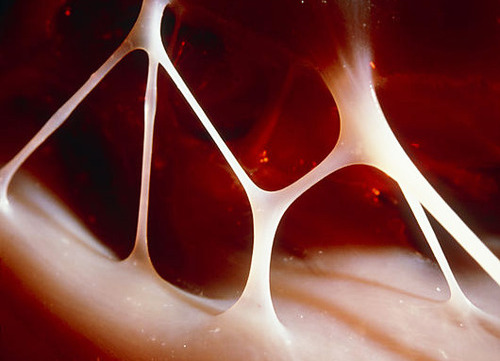 Chordae tendineae in heart