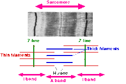 sarcomere