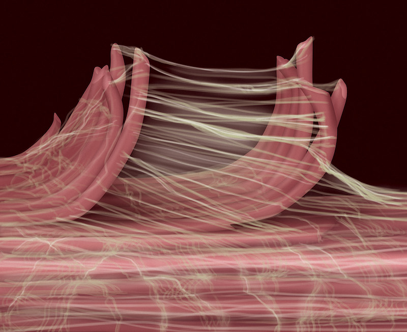 massage adhesions